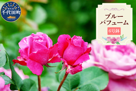 [群馬県千代田]ブルーパフューム [バラ] 鉢植え 6号鉢 鈴木ガーデン