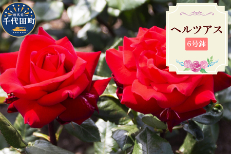 [群馬県千代田]ヘルツアス [バラ] 鉢植え 6号鉢 鈴木ガーデン