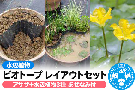 水辺植物 ビオトープレイアウトセット(アサザ+水辺植物3種 あぜなみ付)
