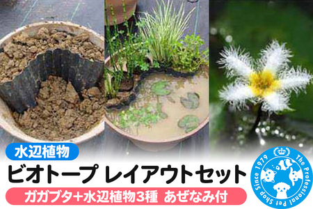 水辺植物 ビオトープレイアウトセット(ガガブタ+水辺植物3種 あぜなみ付)