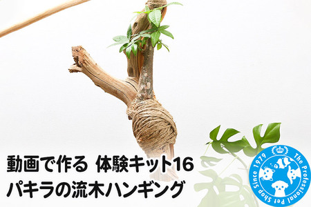 動画で作る 体験キット16 パキラの流木ハンギング