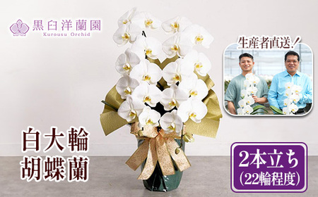 白大輪胡蝶蘭 2本立ち22輪程度(つぼみ含む) [11100-0122]