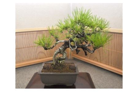 [11100-0070]赤松盆栽(中型サイズ)樹齢10〜15年程度