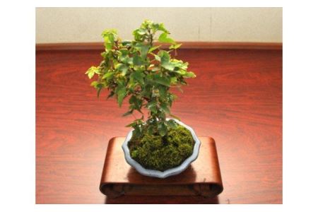 かえで盆栽(小型サイズ)樹齢5年程度 [11100-0041]