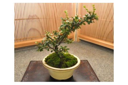 ベニシタン盆栽(小型サイズ)樹齢5年程度 [11100-0044]