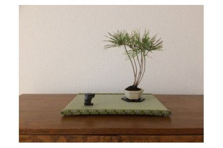 盆彩畳〜BONSAITATAMI〜 [11100-0032]
