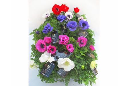 季節の花苗セット アネモネ