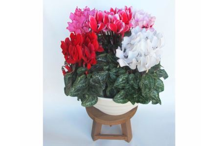 ガーデンシクラメン 寄せ植え 10号鉢