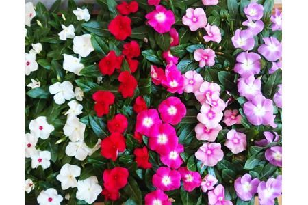 日々草 花苗セット