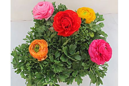 ラナンキュラス 寄せ植え 10寸鉢
