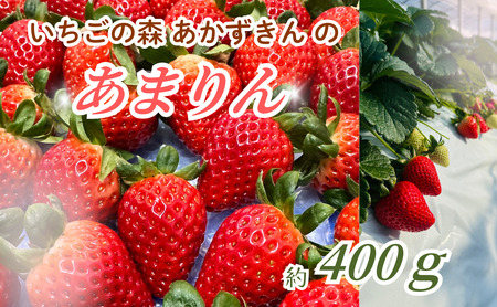 いちごの森あかずきんのあまりん 約400g / 果物 フルーツ 苺 イチゴ 甘みが際立ち 酸味の少ない 鮮やか 濃い赤色 可愛い形 埼玉県 特産 No.632