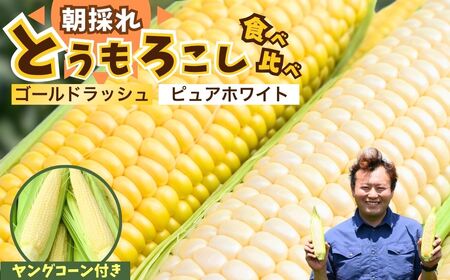 とうもろこし ゴールドラッシュ ピュアホワイト 食べ比べ 4本 ヤングコーンセット | とうもろこし とうもろこし とうもろこし とうもろこし とうもろこし