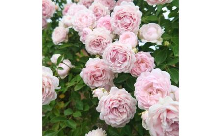 [Apple Roses]バラ苗 『ハルシオン』 新苗育成苗6号ポット植え 