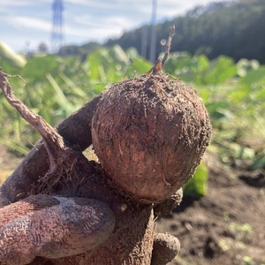 [わんぱく農園]里芋 2.5kg