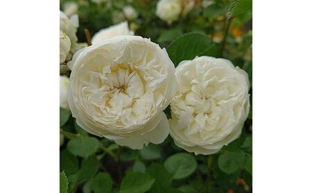 [Apple Roses]バラ苗『ノーブル・ハート』新苗育成苗6号ポット植え