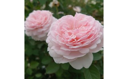 [Apple Roses]バラ苗『いのり』新苗育成苗6号ポット植え
