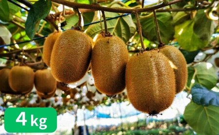 Rʎ̃LECt[cywC[hz4kg[52210463]