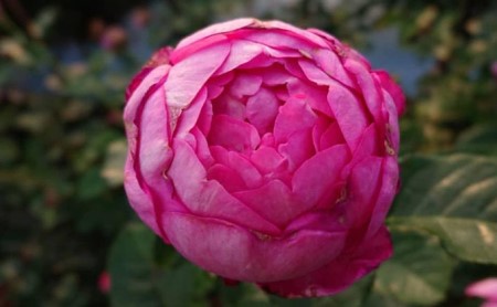 [Apple Roses]バラ苗『浮世』大苗6号ポット植え[52210662] 苗木 バラの苗木 オリジナル品種 ピンク
