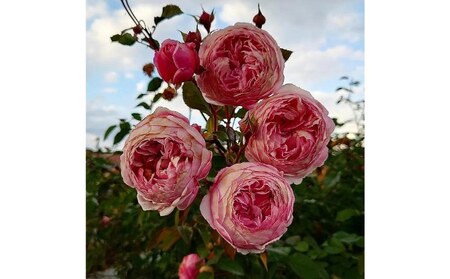 [Apple Roses]バラ苗『アルカーナ』新苗育成苗6号ポット植え
