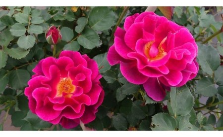 Apple Rosesバラ苗『ロードライト・ガーネット』新苗育成苗6号ポット植え