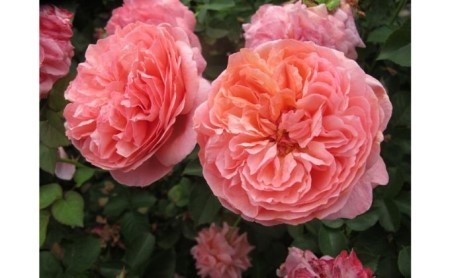 [Apple Roses]バラ苗『パウル・クレー』新苗育成苗6号ポット植え[52210686] 苗木 ばら 薔薇 フラワー