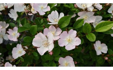 [Apple Roses]バラ苗『ののこ』大苗6号ポット植え[52210779] 苗木 植物