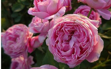 [Apple Roses]バラ苗『メルヘン・クーゲル』新苗育成苗6号ポット植え