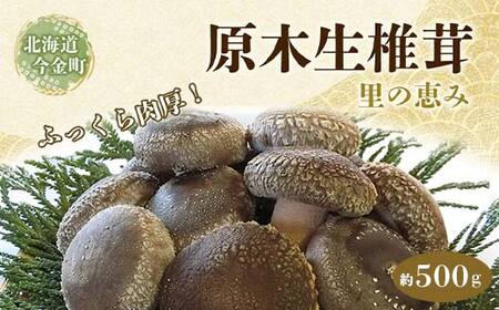 北海道産 原木生椎茸 里の恵 500g しいたけ 椎茸 きのこ 旨み ふっくら 肉厚 安心 安全 無農薬 原木 原木栽培 濃厚 味わい 鍋 バターソテー キノコ 野菜 食品 北海道 今金町 F21W-091