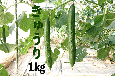 新鮮きゅうり1kg[特別栽培農産物]きゅうり