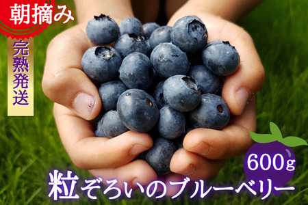 [期間限定]粒ぞろいのブルーベリー 600g
