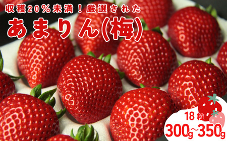 発送1月〜[先行受付]あまりん 300〜350g(梅) [苺] あまりん イチゴ おおきい スイーツ あかい 果物 ふるさと納税 いちご うまい フルーツ 期間限定 人気いちご まるい 甘い 旬 直送 おすすめ ストロベリー 苺ジャム 好きのための 