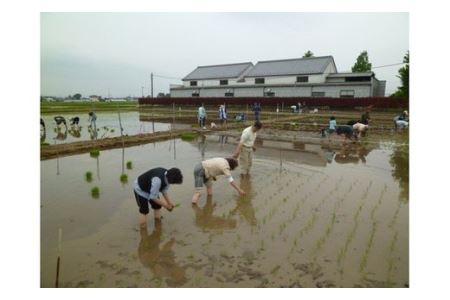 農業体験(田植えと収穫体験)