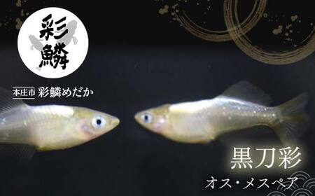 《当店作出品種》 彩鱗めだか ＜黒刀彩＞ めだか メダカ 飼育 ペット 鑑賞 魚 動物 生き物 関東  F5K-077