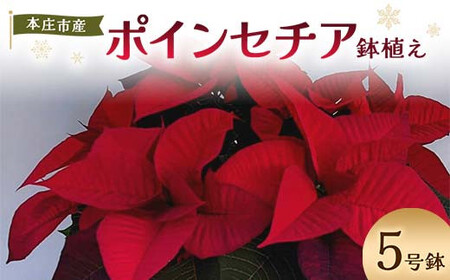 贈答用 ポインセチア 鉢植え 5号鉢 2025年10月下旬から順次発送 赤 レッド 花 フラワー 鉢植 植物 インテリア 冬 クリスマス 贈り物 プレゼント ギフト 埼玉県 本庄市 F5K-170