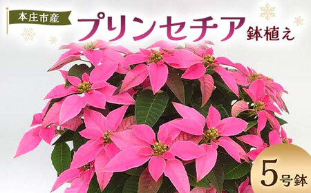 贈答用 プリンセチア 鉢植え 5号鉢 2025年10月下旬から順次発送 ピンク 花 フラワー 鉢植 植物 インテリア 冬 クリスマス 贈り物 プレゼント ギフト 埼玉県 本庄市 F5K-171