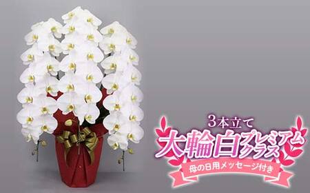 【2025年5月母の日】贈答用 大輪白 プレミアムクラス 3本立て（42輪以上） 胡蝶蘭 母の日用メッセージ付き 2025年5月上旬から順次発送 鉢植 花 フラワー 植物 こちょうらん コチョウラン 洋蘭 蘭 らん 母 記念日 お祝い 贈り物 ギフト プレゼント 高級 名産 関東 埼玉県 本庄市 F5K-404