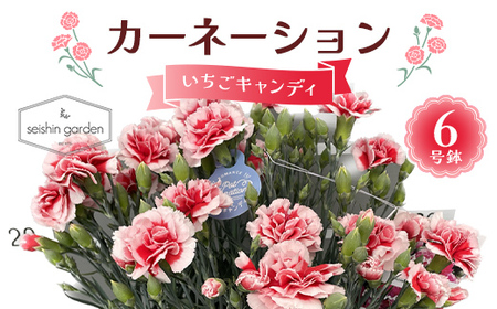 [2026年5月10日母の日]贈答用カーネーション いちごキャンディ6号鉢 2026年5月5日から順次発送 母の日 花 フラワー 鉢植 植物 贈り物 プレゼント ギフト 埼玉県 本庄市 F5K-588
