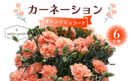 [2026年5月10日母の日]贈答用カーネーション オレンジジェラート6号鉢 2026年5月5日から順次発送 母の日 花 フラワー 鉢植 植物 贈り物 プレゼント ギフト 埼玉県 本庄市 F5K-589