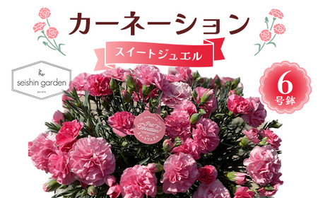 [2026年5月10日母の日]贈答用カーネーション スイートジュエル6号鉢 2026年5月5日から順次発送 母の日 花 フラワー 鉢植 植物 贈り物 プレゼント ギフト 埼玉県 本庄市 F5K-590