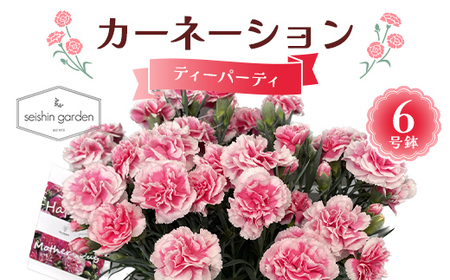 [2026年5月10日母の日]贈答用カーネーション ティーパーティ6号鉢 2026年5月5日から順次発送 母の日 花 フラワー 鉢植 植物 贈り物 プレゼント ギフト 埼玉県 本庄市 F5K-591
