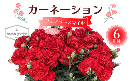 [2026年5月10日母の日]贈答用カーネーション フェアリースマイル6号鉢 2026年5月5日から順次発送 母の日 花 フラワー 鉢植 植物 贈り物 プレゼント ギフト 埼玉県 本庄市 F5K-592