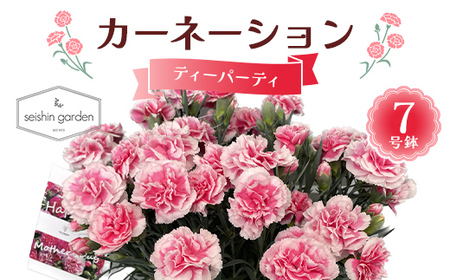 [2026年5月10日母の日]贈答用カーネーション ティーパーティ7号鉢 2026年5月5日から順次発送 母の日 花 フラワー 鉢植 植物 贈り物 プレゼント ギフト 埼玉県 本庄市 F5K-597
