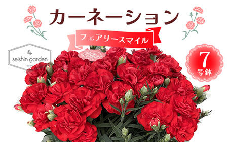 [2026年5月10日母の日]贈答用カーネーション フェアリースマイル7号鉢 2026年5月5日から順次発送 母の日 花 フラワー 鉢植 植物 贈り物 プレゼント ギフト 埼玉県 本庄市 F5K-598