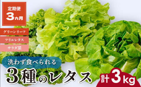 [定期便3ヵ月] [洗わず食べられる・室内水耕栽培] 3種のレタス 1回1kg(500g×2袋)×3ヵ月 | レタス レタス レタス レタス レタスレタス