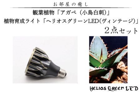 お部屋の癒し 観葉植物「アガベ(小島白刺)」と植物育成ライト「ヘリオスグリーンLED(ヴィンテージ)」の2点セット