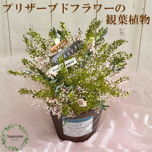 プリザーブドフラワー パルタージュ ピンク 春日部市 シュガーパイン