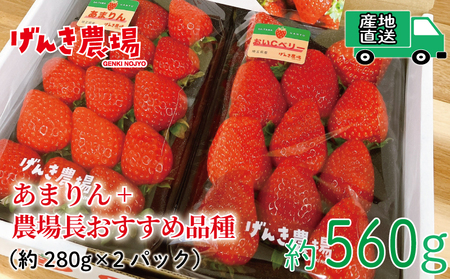 [予約受付] いちご あまりん +農場長おすすめ品種 560g (280g×2P) 苺 食べ比べ イチゴ ストロベリー 産地直送 ご当地 果物 くだもの フルーツ デザート ふるさと納税3.0 食品 冷蔵 げんき農場 埼玉県 羽生市