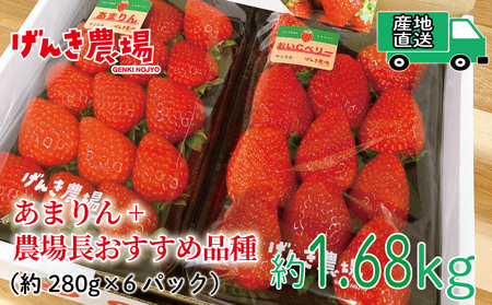 予約受付 いちご あまりん +おまかせ品種 1.68kg 苺 あまりん いちご 苺 あまりん いちご 苺 あまりん いちご 苺 あまりん いちご 苺 あまりん いちご 苺 あまりん