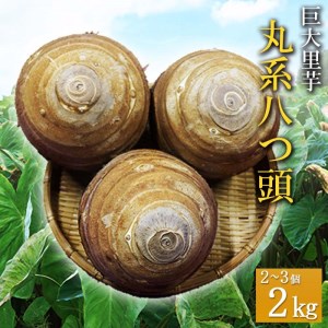 埼玉県 羽生市産 丸系八つ頭 2〜3個セット ( 2kg ) [数量・期間限定]