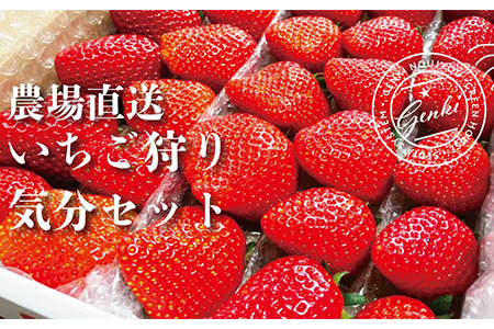 [ 予約受付 ] いちご 食べ比べ 800g かおり野 よつぼし 紅ほっぺ 恋みのり 苺 ストロベリー 産地直送 ご当地 果物 くだもの フルーツ デザート 食品 冷蔵 げんき農場 埼玉県 羽生市 イチゴ